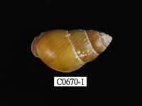 藏品(斯文豪長蝸牛)的圖片